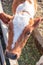 Red baby calf standing at stall at farm