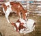 Red baby cow calfs at stall at farm
