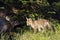 Red baby fox standing in deep grass, Vosges, France