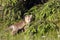 Red baby fox standing in deep grass, Vosges, France