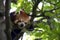 Red Baby Panda sleeping on a tree - close-up