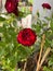 Red Baccara Rose,thornless plant.