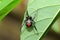 Red-back widow spider