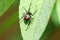 Red-back widow spider