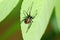 Red-back widow spider