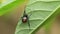 Red-back widow spider