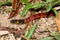 Red-backed Coffee Snake