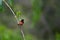 Red-backed fairywren singing