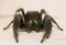 Red-backed jumping spider,