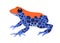 Red-backed poison dart tree frog. Exotic amphibian reptile. Tropical toxic froglet with blue skin, spots. Amazon wild
