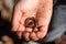 Red backed salamander curled up in hand