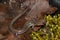 Red-backed Salamander - Plethodon cinereus