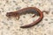 Red-backed Salamander (Plethodon cinereus)