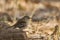 Red backed Scrub Robin in Kruger National park, South Africa