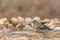 Red backed Scrub Robin in Kruger National park, South Africa