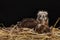 Red-backed Sea-eagle in the nest