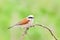 Red-backed Shrike