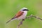 Red-backed Shrike