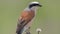 Red-backed Shrike Bird Lanius collurio