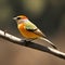 red backed shrike on branch