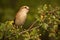 Red-backed shrike calling and singing with open beak on a twig with green leaves