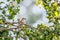 Red-backed shrike, female. Beautiful wild bird