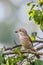 Red-backed shrike, female. Beautiful wild bird