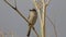 Red-backed shrike female or Lanius collurio sitting on the branch