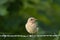 Red-Backed Shrike junior