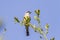 Red-backed shrike Lanius collurio