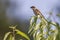 Red-backed shrike Lanius collurio