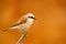 Red Backed Shrike-Lanius collurio