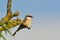 Red-backed shrike, Lanius collurio