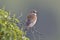 Red-backed shrike, Lanius collurio,