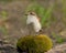 Red-backed shrike (Lanius collurio)