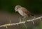 Red-backed shrike (Lanius collurio)