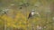 Red-backed Shrike Lanius collurio. Adult Male Shrike sits on a branch of an umbelliferous plant and looks out for prey