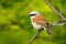 Red-backed shrike, Lanius collurio, bird from Bulgaria. Animal in the nature habitat, Europe. Shrike sitting on the branch. Clear