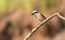 Red-backed shrike, lanius collurio. The bird sits on an old branch. Male close up