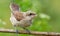 Red-backed shrike, Lanius collurio. A chick, a young bird sits on a branch, opening its tail like a fan