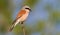 Red-backed shrike, Lanius collurio. In the early morning, a male bird sits on a thin branch