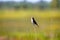 Red-backed shrike (Lanius collurio, juv)