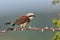 Red-backed Shrike - Lanius collurio male sitting on the thorny and spiny branch with green background. Europe