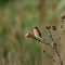Red-backed shrike, Lanius collurio, single bird on branch