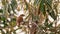 Red backed shrike, Lanius collurio, single bird on branch