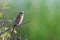 Red-backed shrike, Lanius collurio, single bird on branch