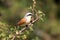 The red-backed shrike Lanius collurio sits on a branch with a green background. A small bird with a black feather over its eye