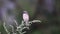 Red-backed Shrike,Lanius collurio, sitting on a branch of a bush