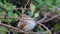 Red-backed Shrike, Lanius collurio, sitting on a branch of a bush. A bird cleans its feathers