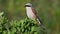 Red-backed Shrike,Lanius collurio, sitting on a branch of a bush on a green background. Close up